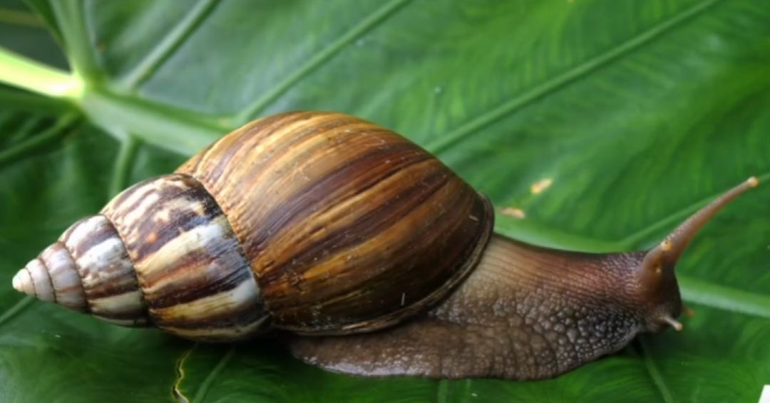 Atención: Autoridades están alertan ante presencia de peligroso animal