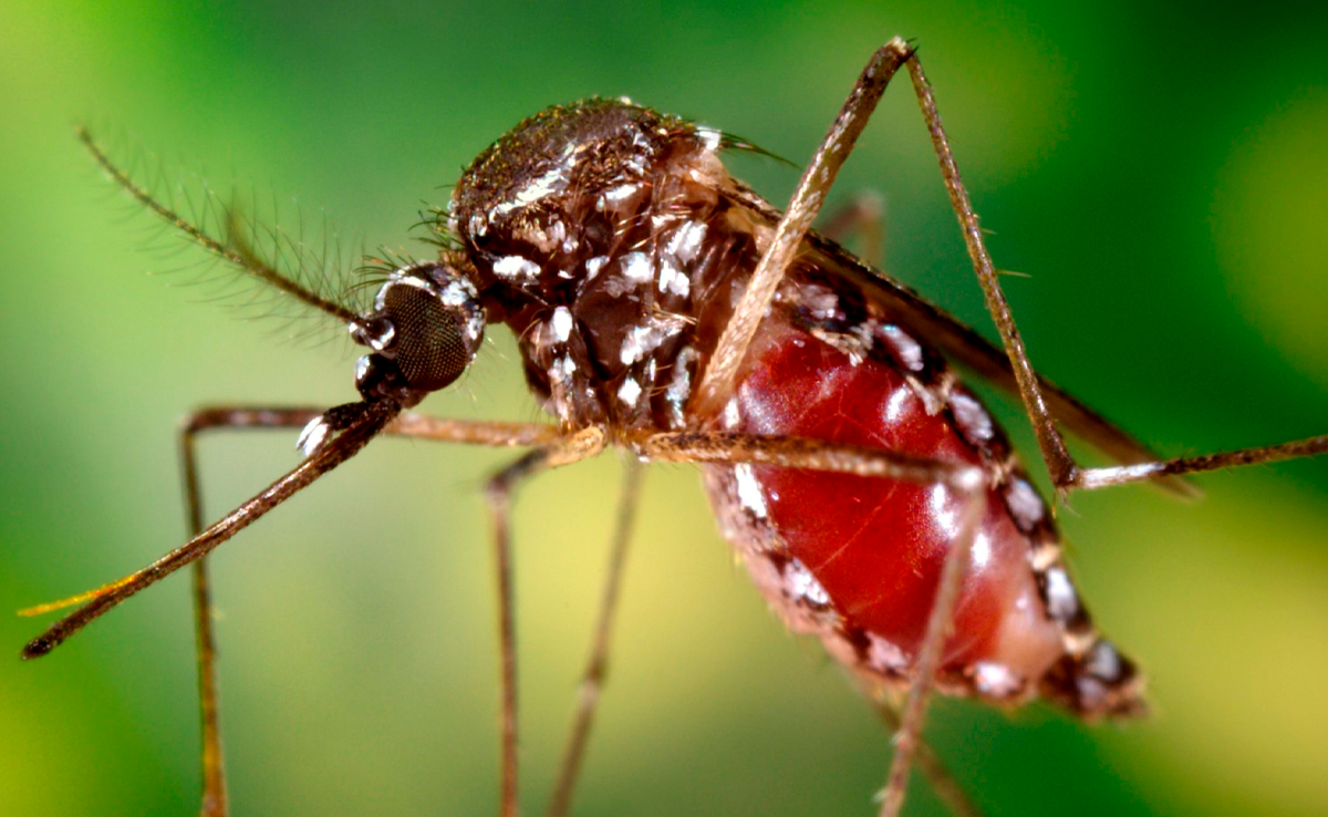¡Alerta! Confirman el cuarto caso de Chikungunya en Costa Rica