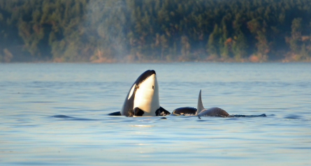 Bellezas del mar: Vea a una orca junto a su bebé en Corcovado