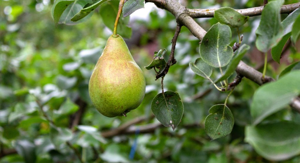 Descubra cómo lograr que un árbol enano dé frutos más rápido
