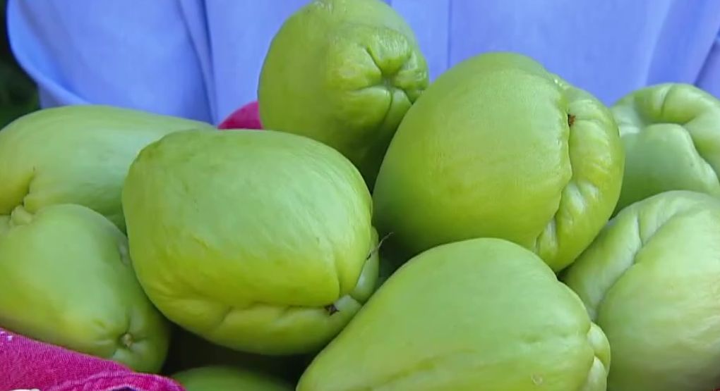 Chayote: el ingrediente rendidor que conquista la mesa con recetas económicas y nutritivas