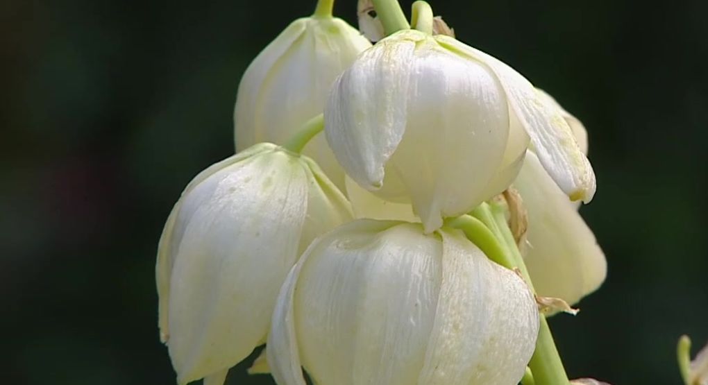 Aprenda a sacarle provecho y reinventar su cocina con flor de itabo