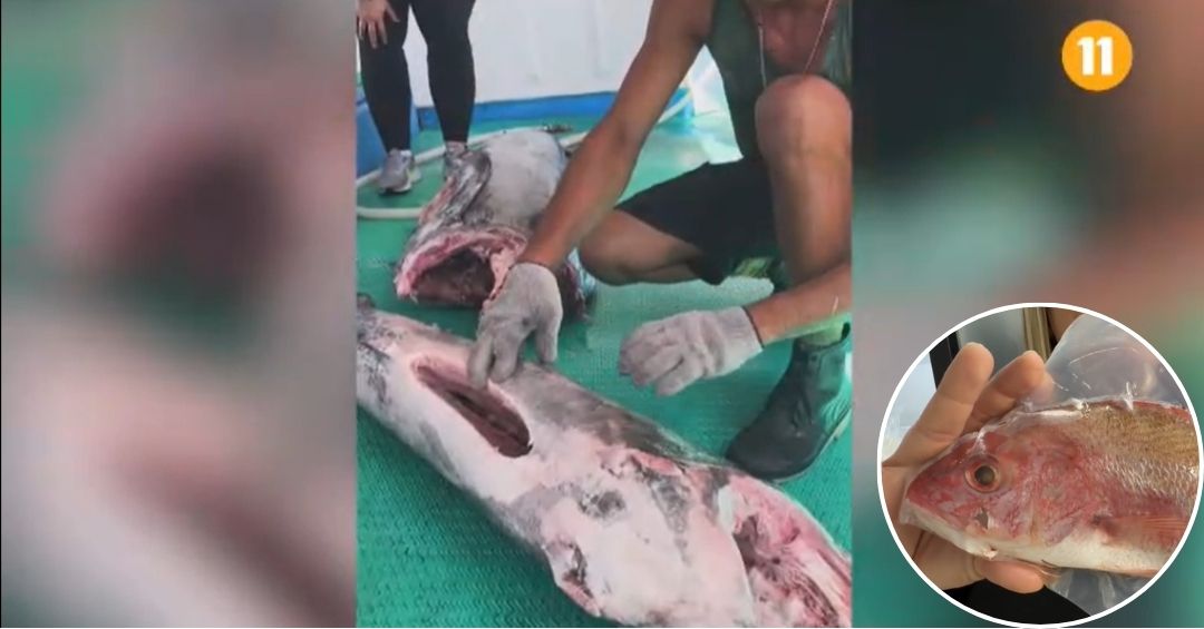 Consejos clave para elegir pescado fresco en estos días santos