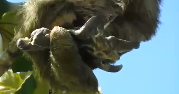 ¡Emotivo video! Oso perezoso da a luz colgado de una rama en Corcovado