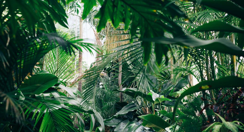 Amantes de las plantas tienen cita en Heredia con el Plant Fest