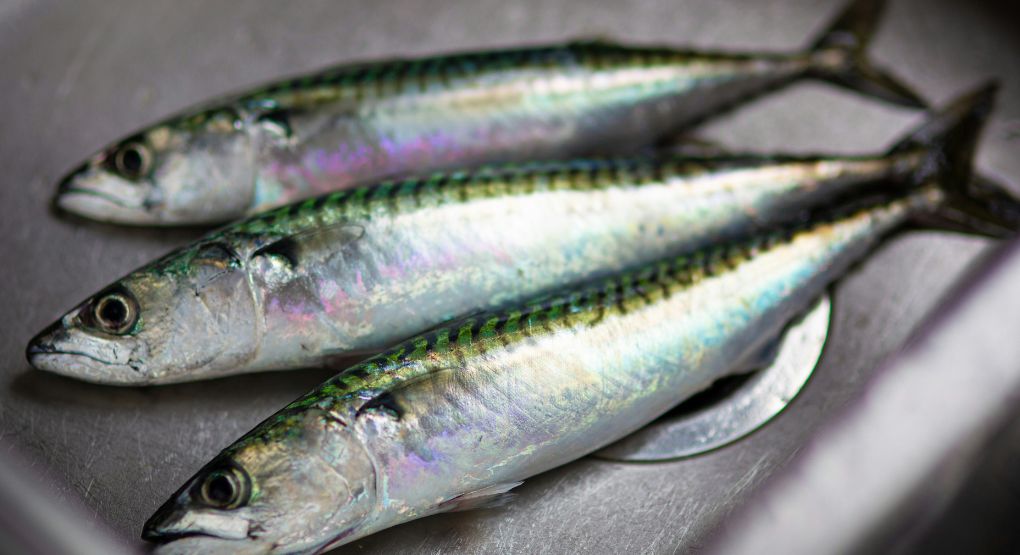 Sardinas, el superalimento accesible que protege el corazón, el cerebro y los músculos