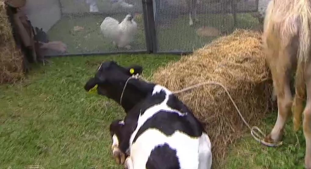 Recorra el Mirador Rancho Samaná en Coronado y disfrute de vistas únicas