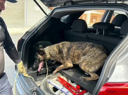 Sasha, el perro detector de la Policía Municipal