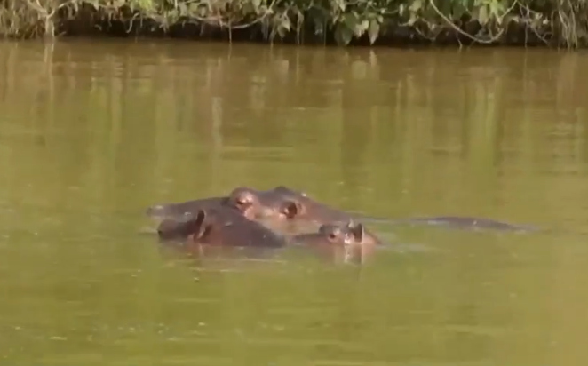 Por esta razón sacrificarán 80 hipopótamos de Pablo Escobar en Colombia