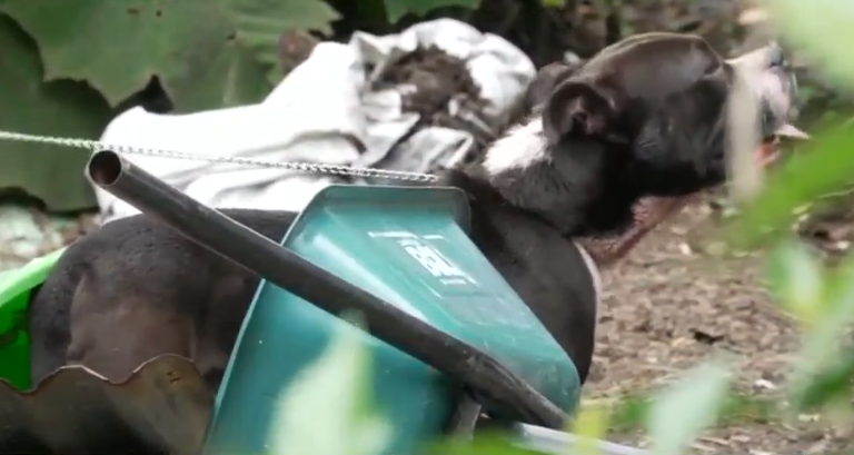 Familiar relata el trágico momento en el que perro mató a adulto mayor en Moravia