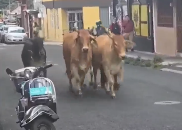 (VIDEO) Vacas y toros se escapan e invaden el  parque central de Alajuela