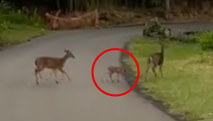Pura ternura: captan familia de venados cruzando la carretera en Heredia