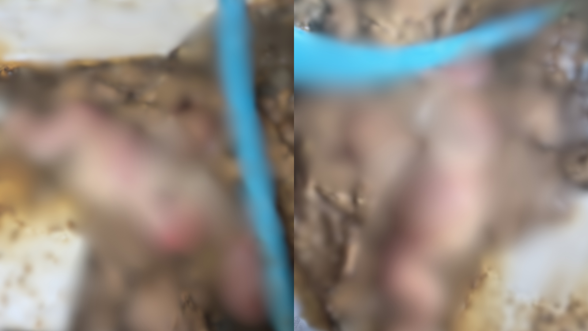 ¡Macabro! OIJ investiga presunto hallazo de feto en tubería en Alajuela