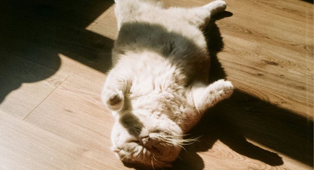 ¿Su gato parece tener sobrepeso? De esta forma puede descubrirlo