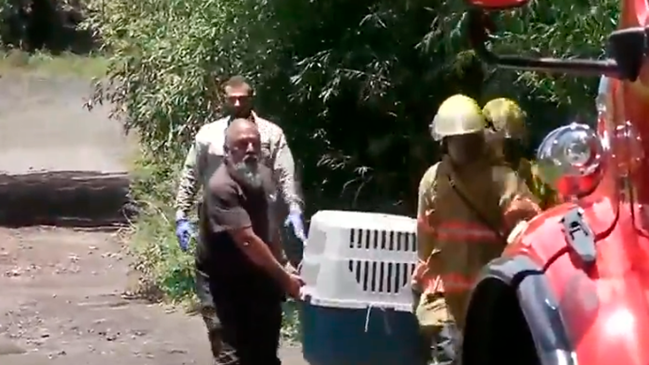 Imágenes captan el traslado del perro que mató a adulto mayor en Moravia