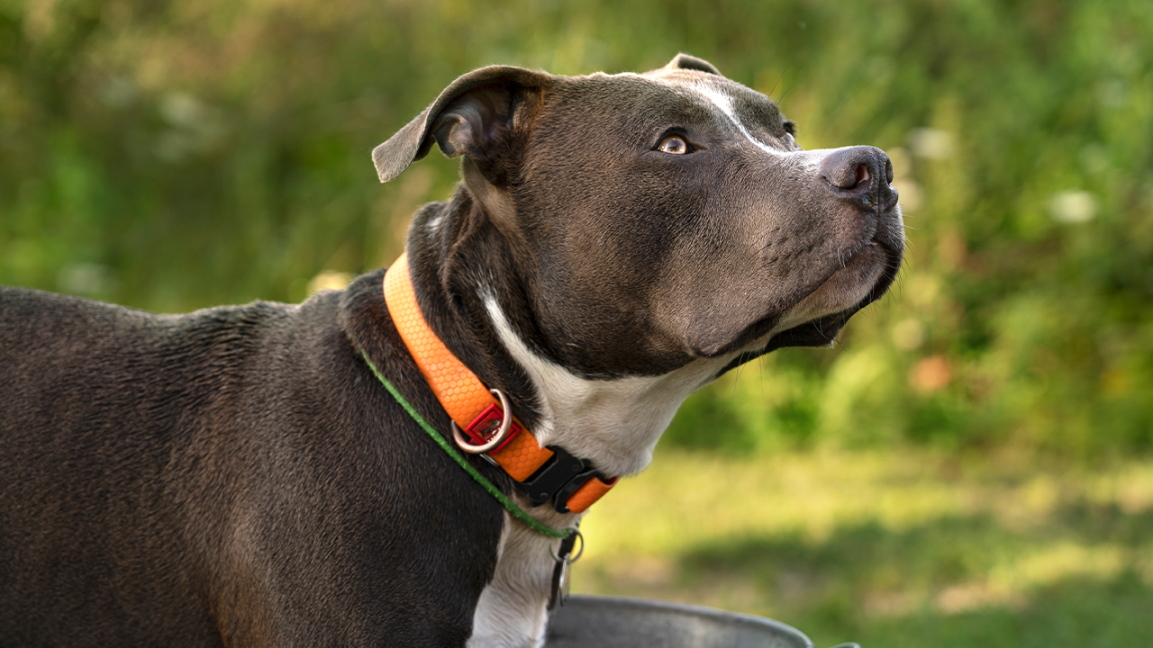 Muere hombre tras brutal ataque de un perro en Moravia