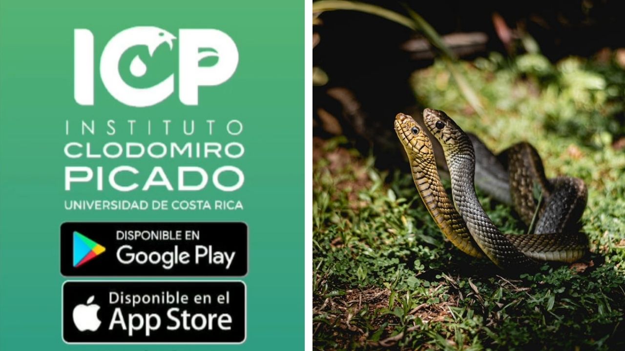 App permite identificar serpientes venenosas en Costa Rica