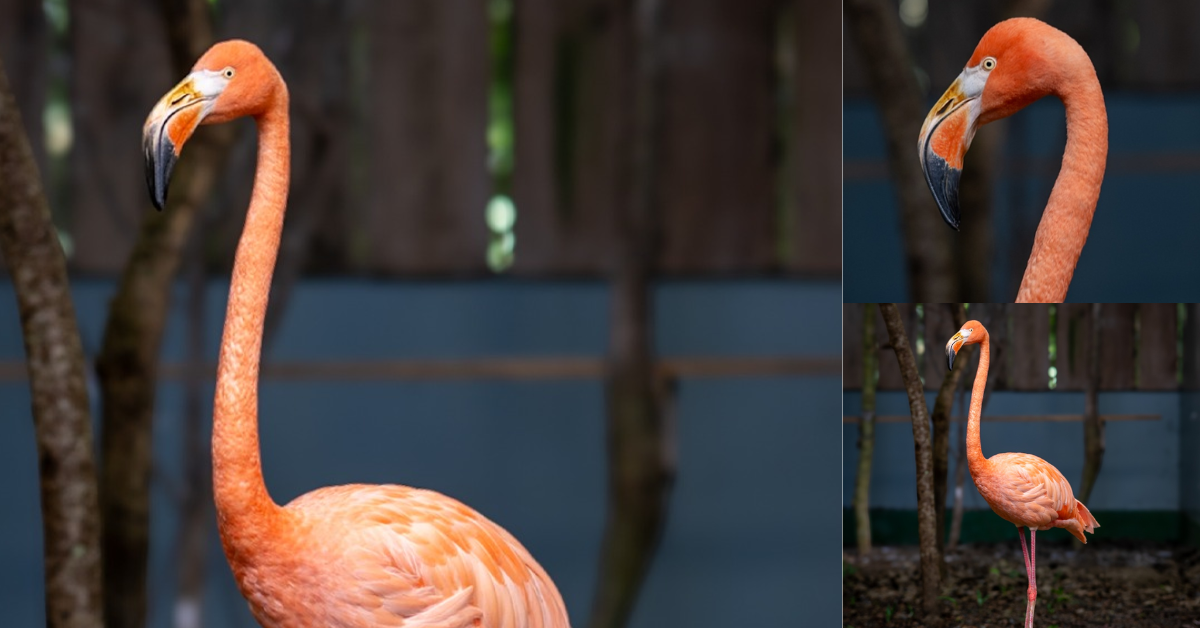 ¿Se acuerda del flamenco rescatado? Condiciones del animal obligan a tomar decisión