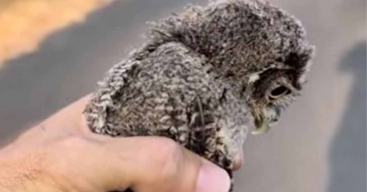 ¡Emotivo video! Búho bebé sobrevive de incendio forestal y bomberos lo rescatan