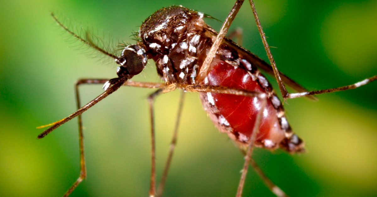 Salud confirma tercer caso de peligrosa enfermedad y llama a la prevención