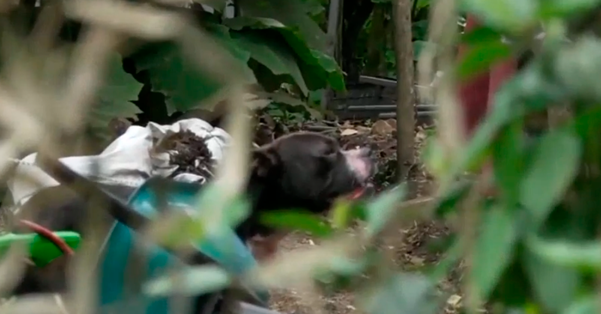 Senasa analiza dos escenarios con el perro que mató a adulto mayor en Moravia