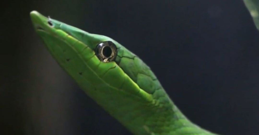 Nueva aplicación le dice si una serpiente es peligrosa y cómo actuar si lo muerde
