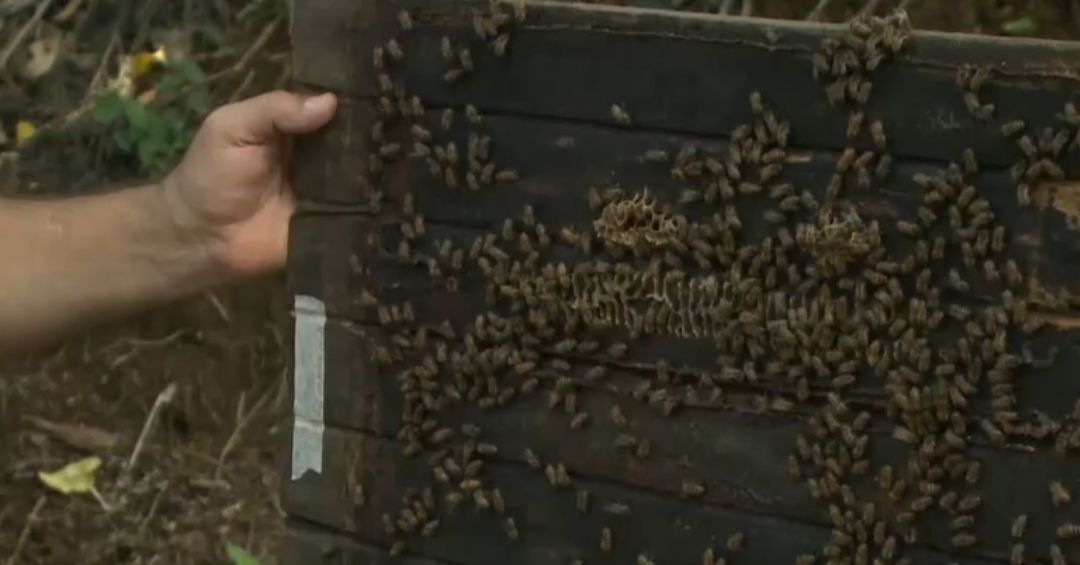 Aprender y cuidar las abejas nativas es parte de un proyecto que se desarrollará en La Sabana