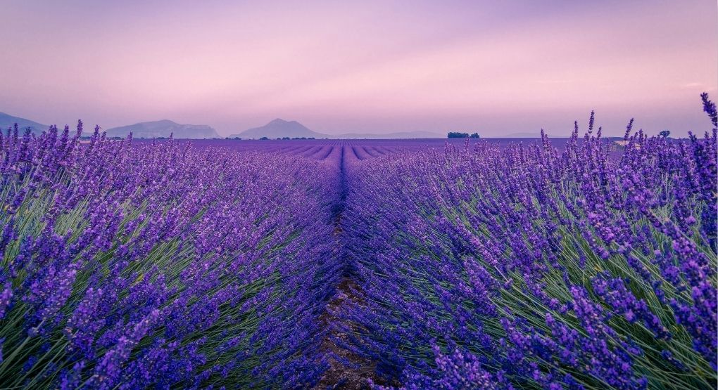 La Lavanda: Aroma refrescante y excelente acompañante en bebidas