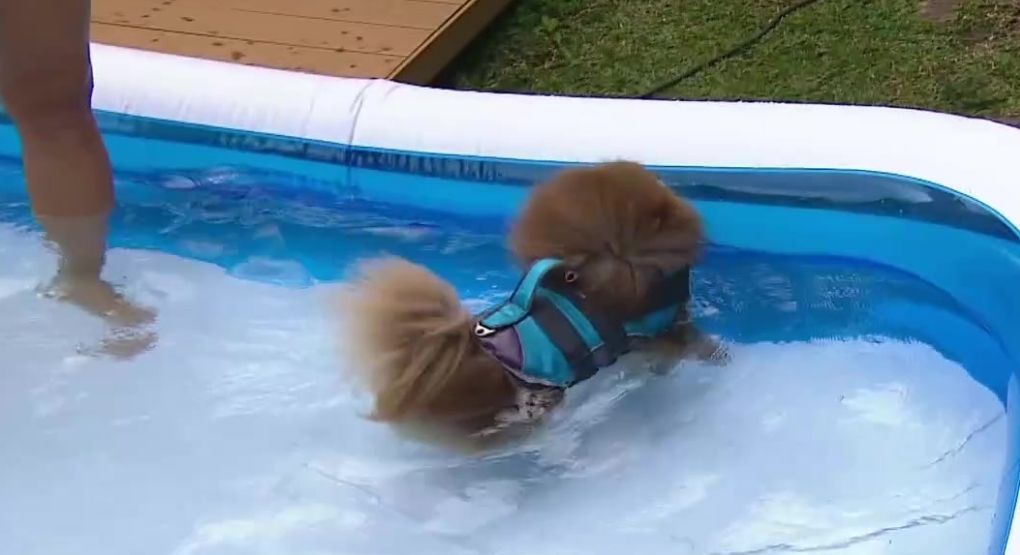 ¿A su perrito le da miedo nadar? Existen piscinas para que ellos disfruten en casa