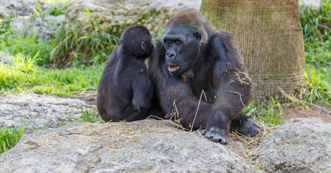 Nace cría de gorila de montaña y renace la esperanza para la especie