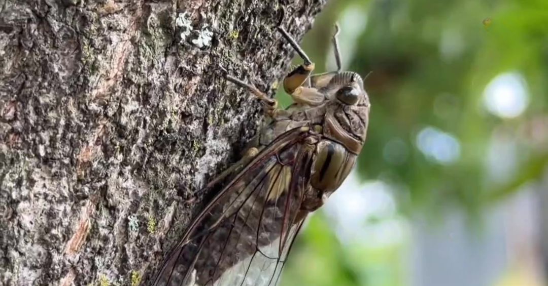 Chicharras invaden el país: el insecto que suena fuerte y sorprende a todos