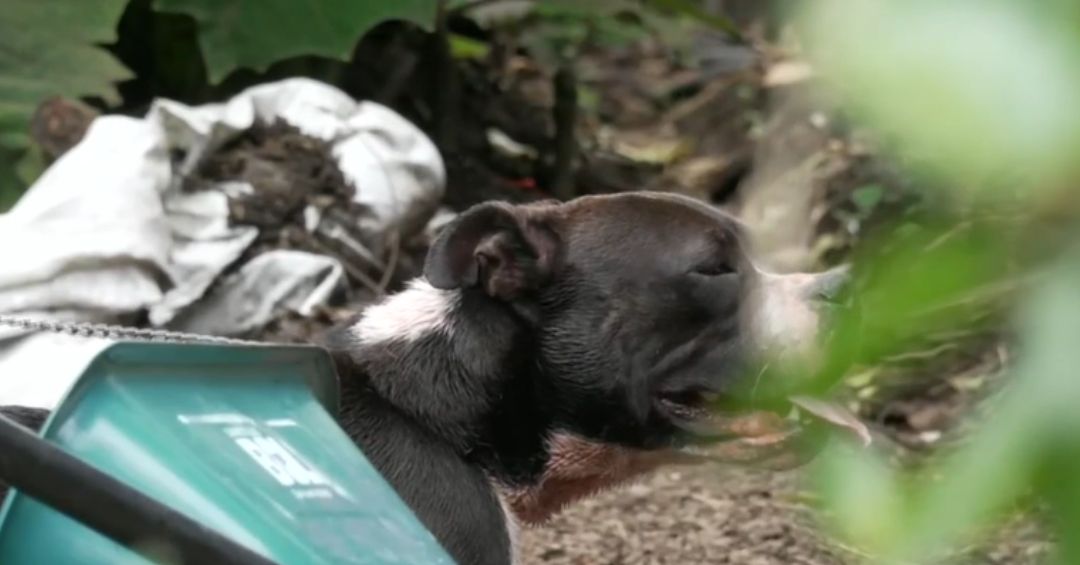 ¿Rehabilitación o sacrificio? SENASA valora el futuro de perro que asesinó a adulto mayor