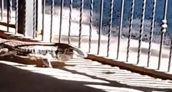 ¡Alerta! Graban extraño animal de Sudamérica dentro de casa en Heredia