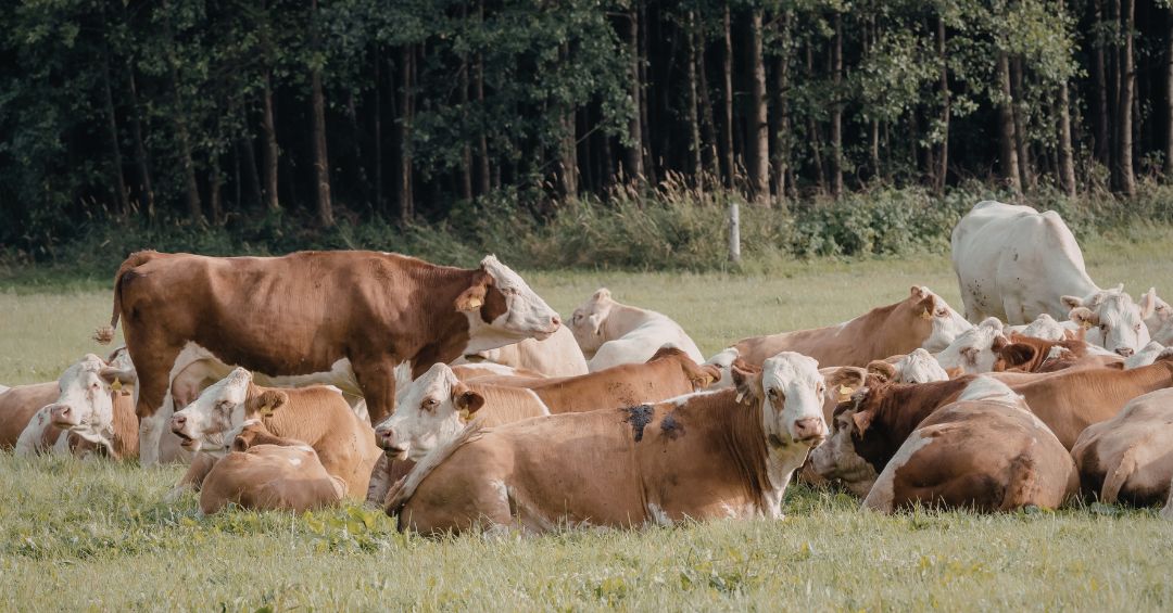 Ganado orgánico gana terreno con beneficios para la salud