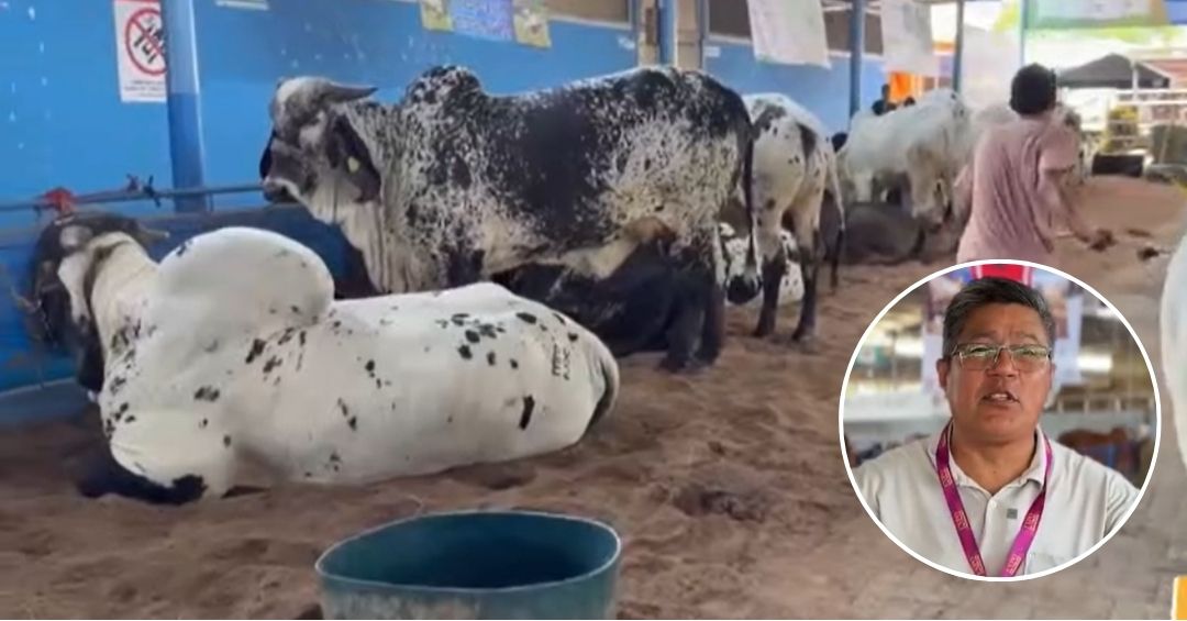 Subastador estrella: pasión y resistencia detrás del espectáculo ganadero