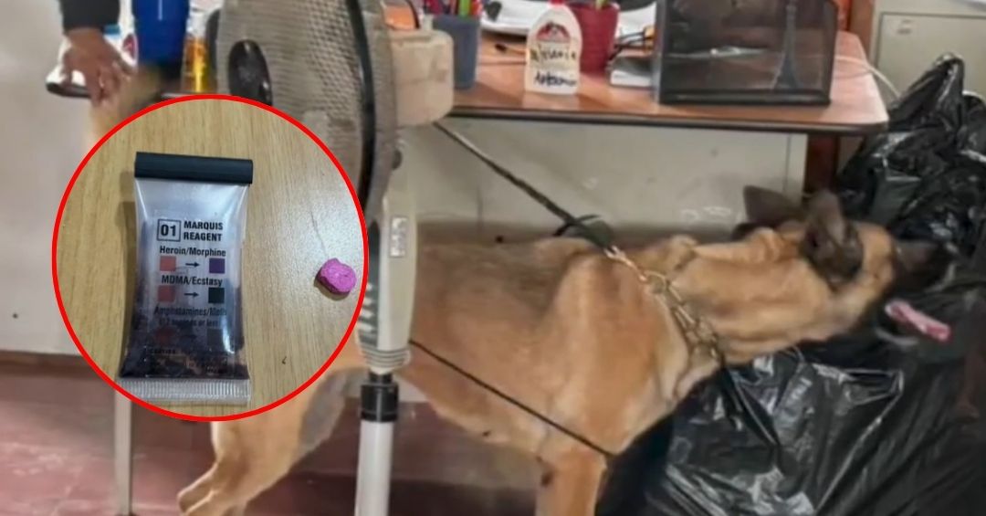 Unidad canina detecta marihuana y éxtasis dentro de un colegio