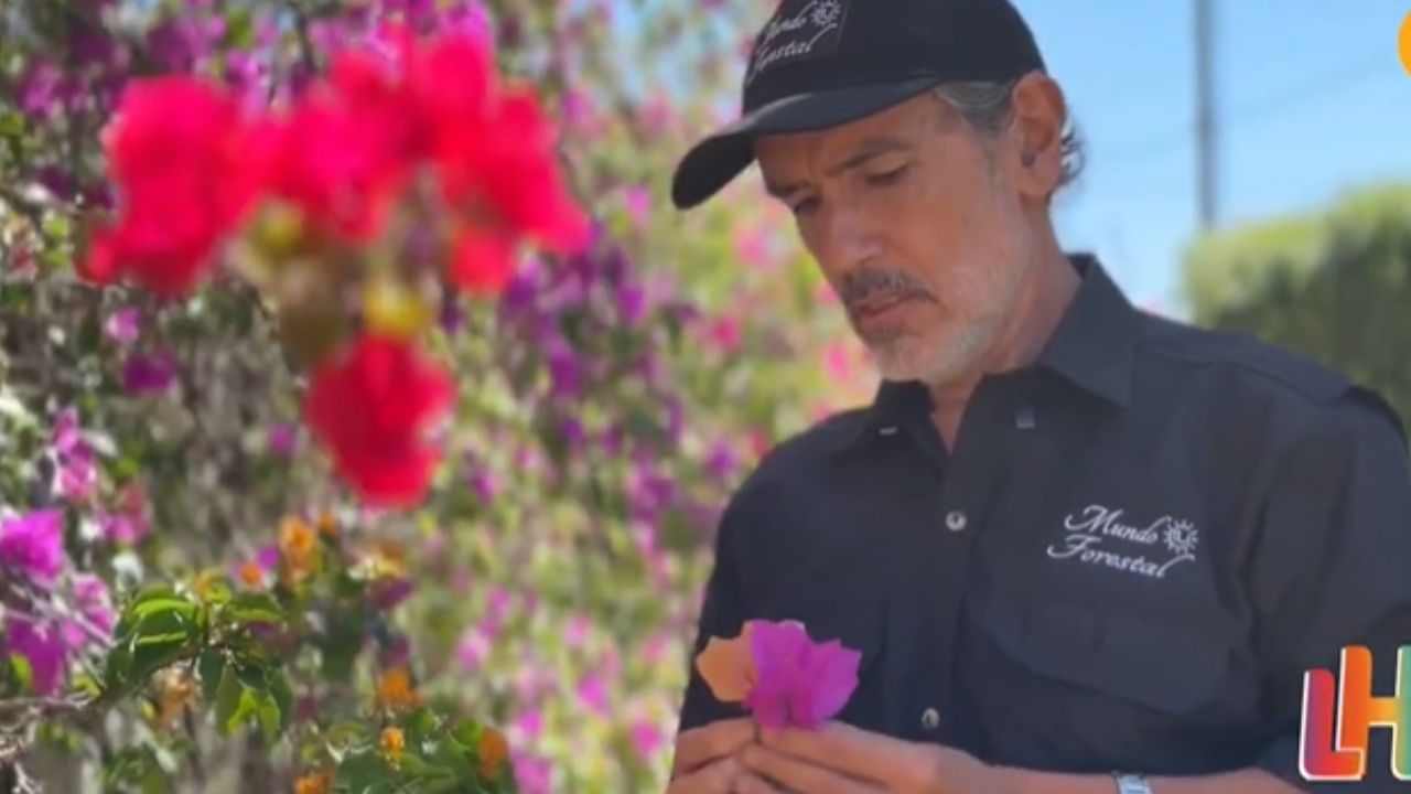 La veranera esconde secretos: descubra sus usos y beneficios