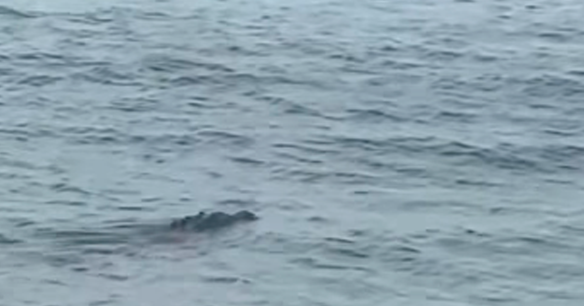Captan a cocodrilo en conocida playa de Puntarenas