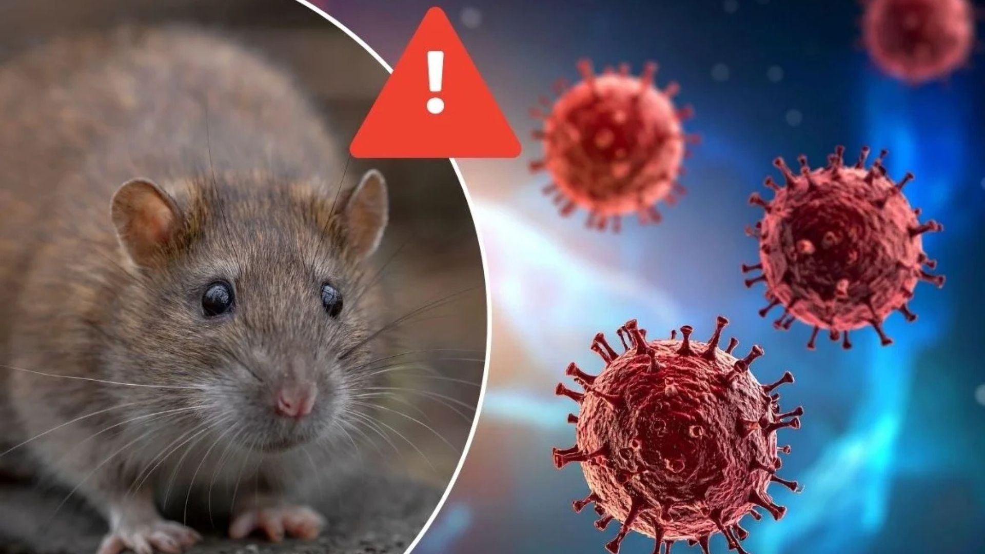 ¡Alerta! Hantavirus, la mortal enfermedad que preocupa al mundo: estos son los síntomas