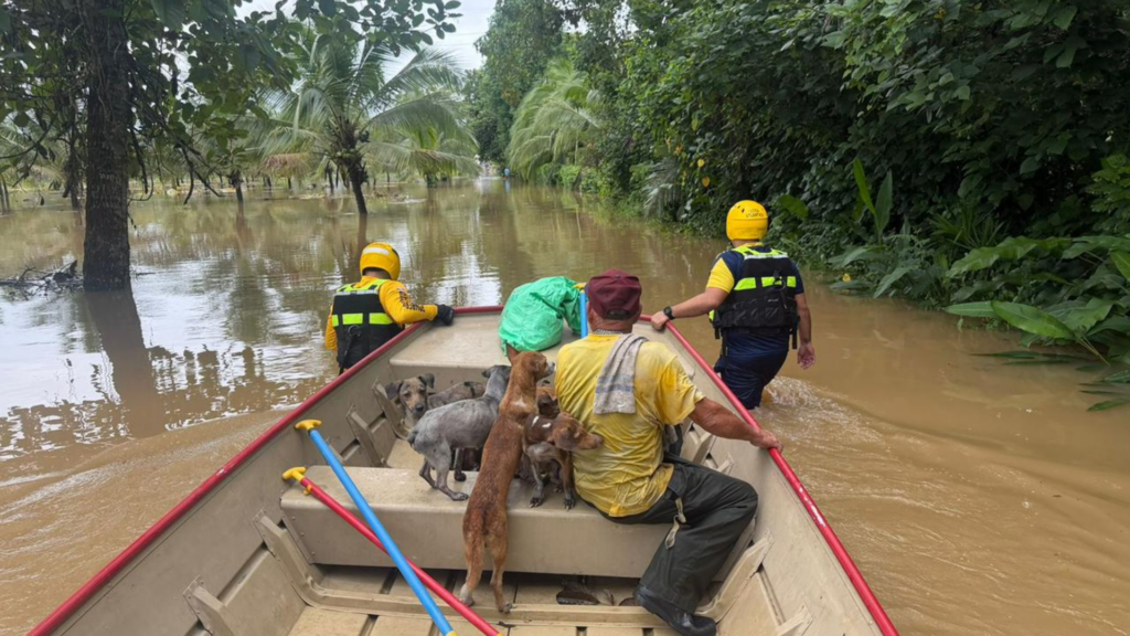 Emotivo video: Bomberos rescatan 24 perros en lancha en inundaciones de Limón