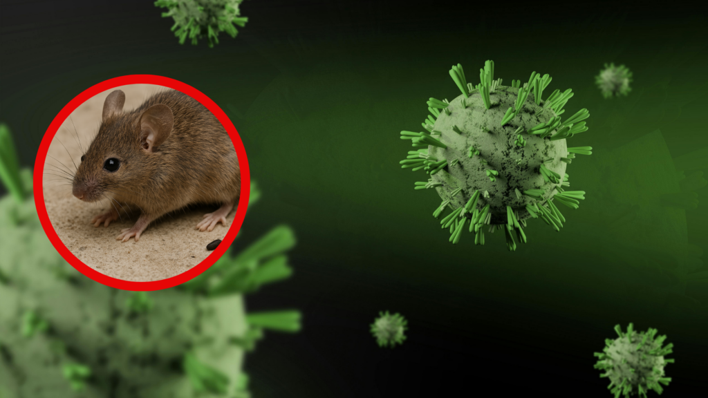 Ministerio de Salud emite importante comunicado sobre el hantavirus