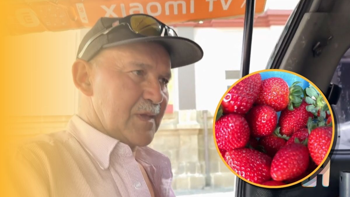 En los zapatos de don Misael: vende fresas y conquista Alajuela con esfuerzo diario
