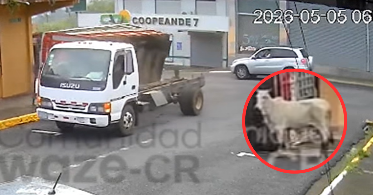 Video: Vaca cae de camión tras desprenderse el cajón de carga
