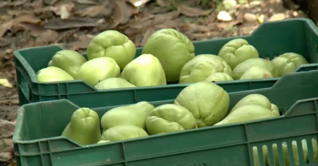 Cada 15 de mayo se conmemora el Día del Agricultor Costarricense