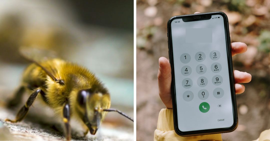 Esta es la cantidad de reportes que reciben los bomberos al día por enjambres de abejas