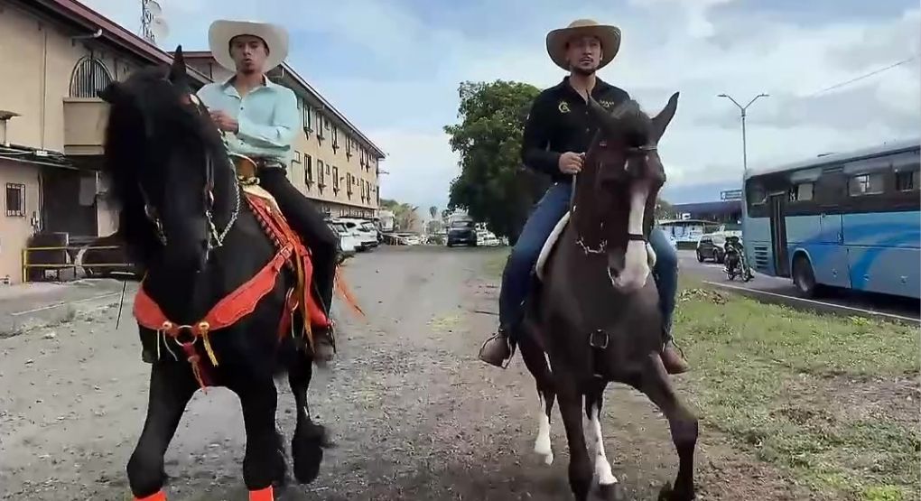 La majestuosidad del caballo frisón: Conozca más de esta especie