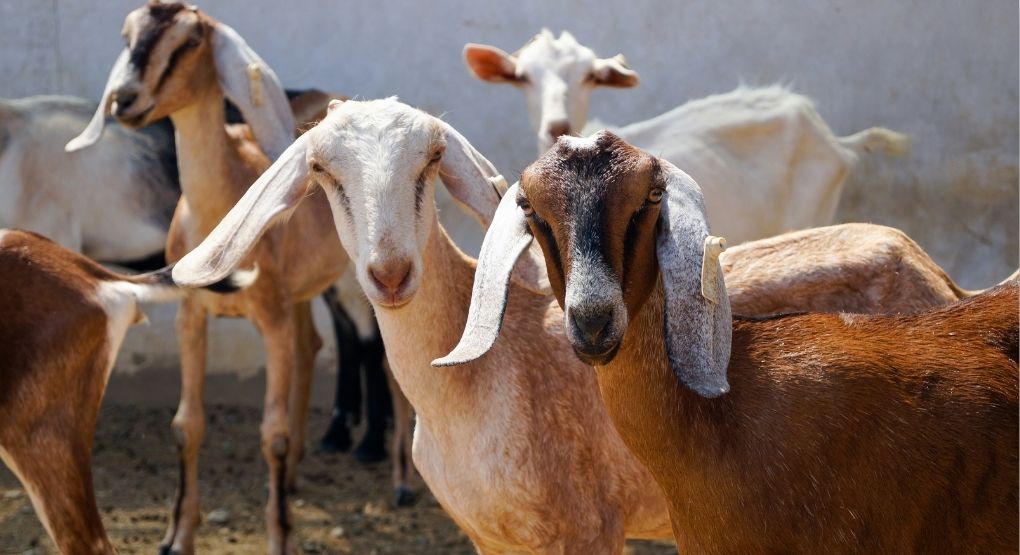 Cabras, ovejas y terneros ¿Se pueden tener juntas en un rebaño?