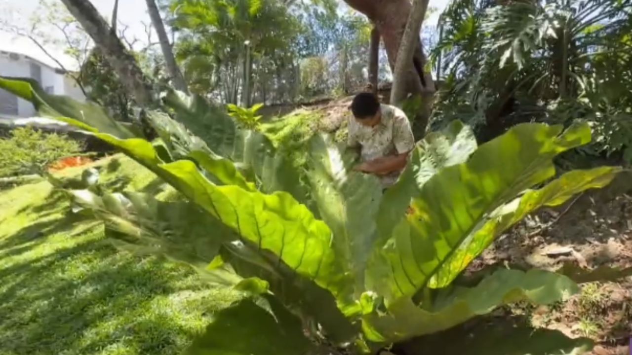 Artista costarricense crea impresionantes obras utilizando hojas naturales