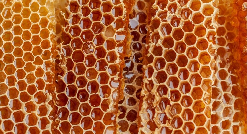 ¿Cómo se extrae la miel de un panal de abejas? Apicultora lo explica