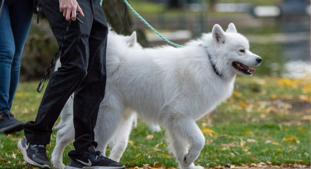 ¡Ni la lluvia los detiene! Así puede pasear a sus mascotas sin mojarlas
